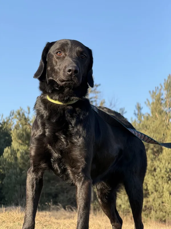 Pies do adopcji, Pieczyska, 5 lutego 2026 (4/5)