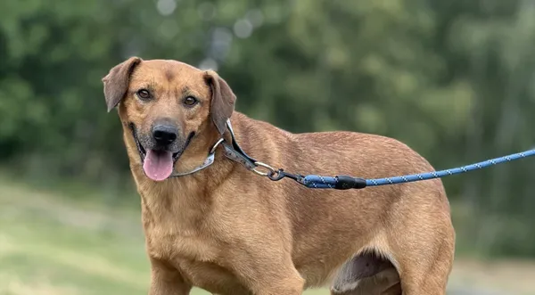 Pies do adopcji, Pieczyska, 5 lutego 2026 (1/4)