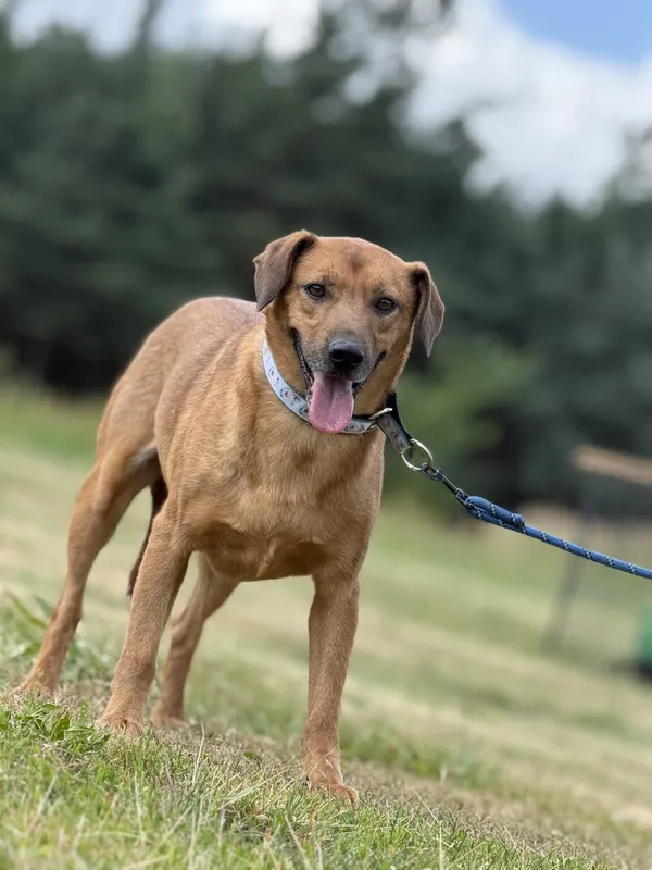 Pies do adopcji, Pieczyska, 5 lutego 2026 (2/4)