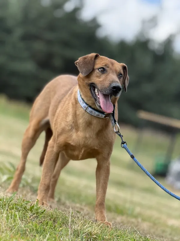 Pies do adopcji, Pieczyska, 5 lutego 2026 (3/4)