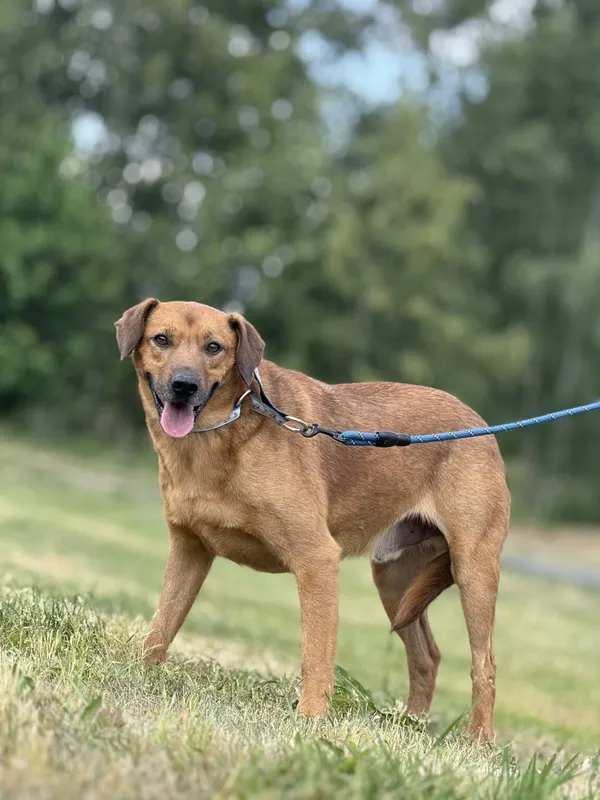 Pies do adopcji, Pieczyska, 5 lutego 2026 (4/4)