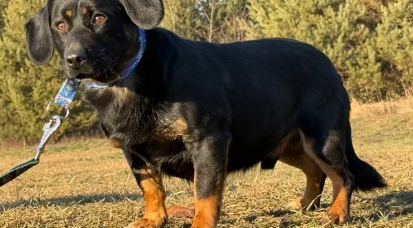 Pies do adopcji, Pieczyska, 5 lutego 2026 (1/4)