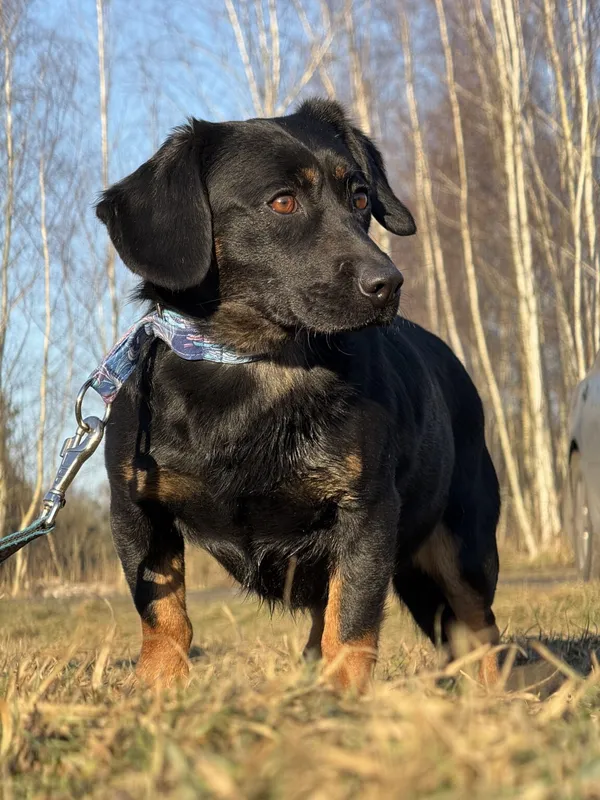 Pies do adopcji, Pieczyska, 5 lutego 2026 (3/4)