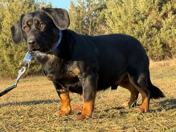 Pies do adopcji, Pieczyska, 5 lutego 2026 (4/4)