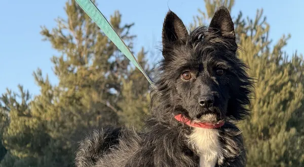 Pies do adopcji, Pieczyska, 5 lutego 2026 (1/5)