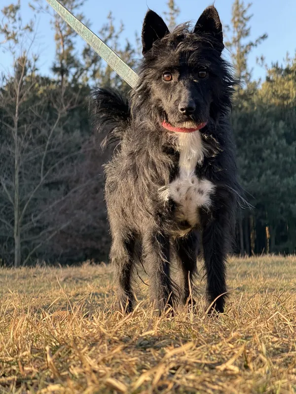 Pies do adopcji, Pieczyska, 5 lutego 2026 (4/5)