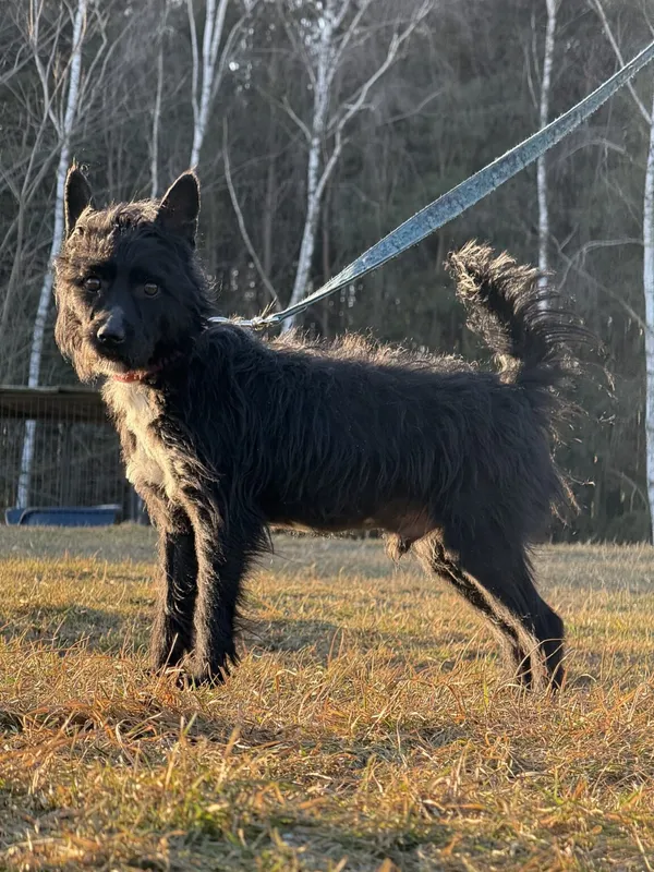 Pies do adopcji, Pieczyska, 5 lutego 2026 (5/5)