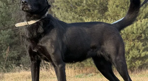 Pies do adopcji, Pieczyska, 5 lutego 2026 (1/5)