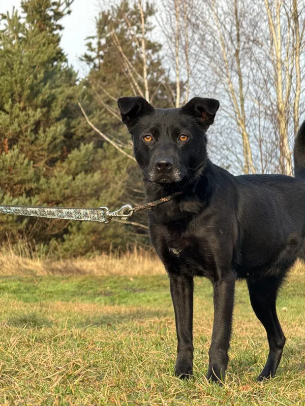 Pies do adopcji, Pieczyska, 5 lutego 2026 (5/5)