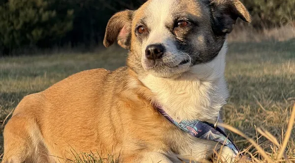 Pies do adopcji, Pieczyska, 5 lutego 2026 (1/5)