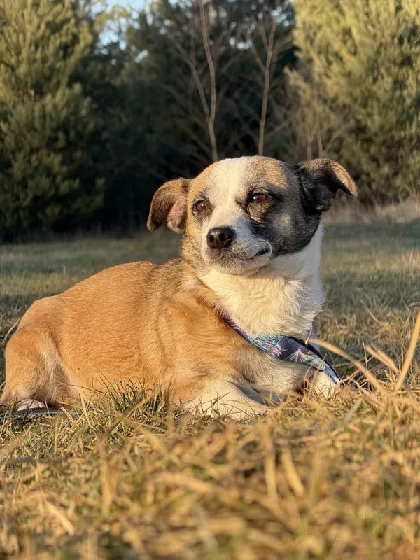 Pies do adopcji, Pieczyska, 5 lutego 2026 (3/5)