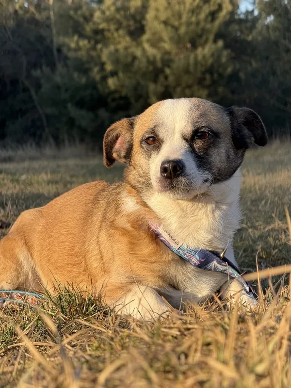 Pies do adopcji, Pieczyska, 5 lutego 2026 (4/5)