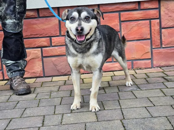 Pies do adopcji, Ropczyce, 5 lutego 2026