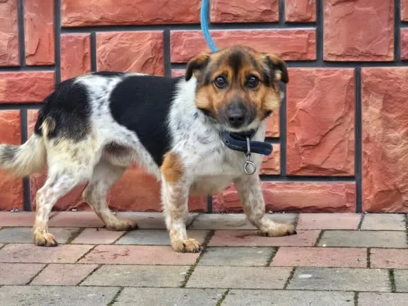 Pies do adopcji, Ropczyce, 5 lutego 2026