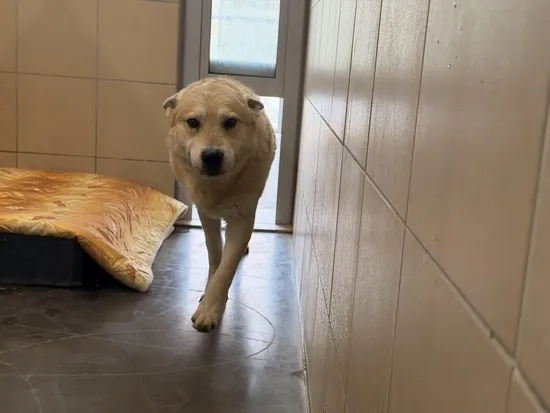 Pies do adopcji, Kraków, 18 stycznia 2026