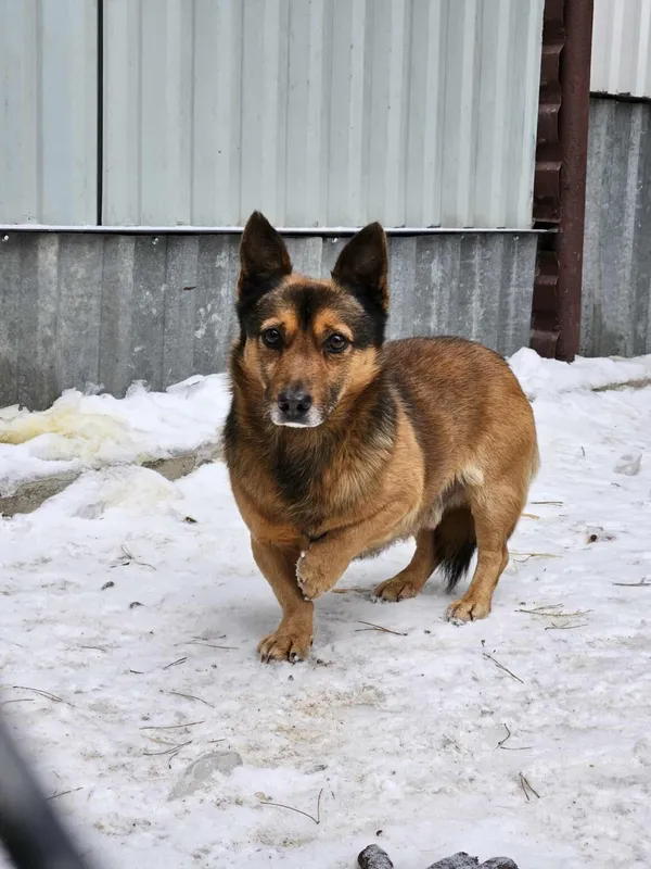 Pies do adopcji, Milanówek, 5 lutego 2026 (1/5)