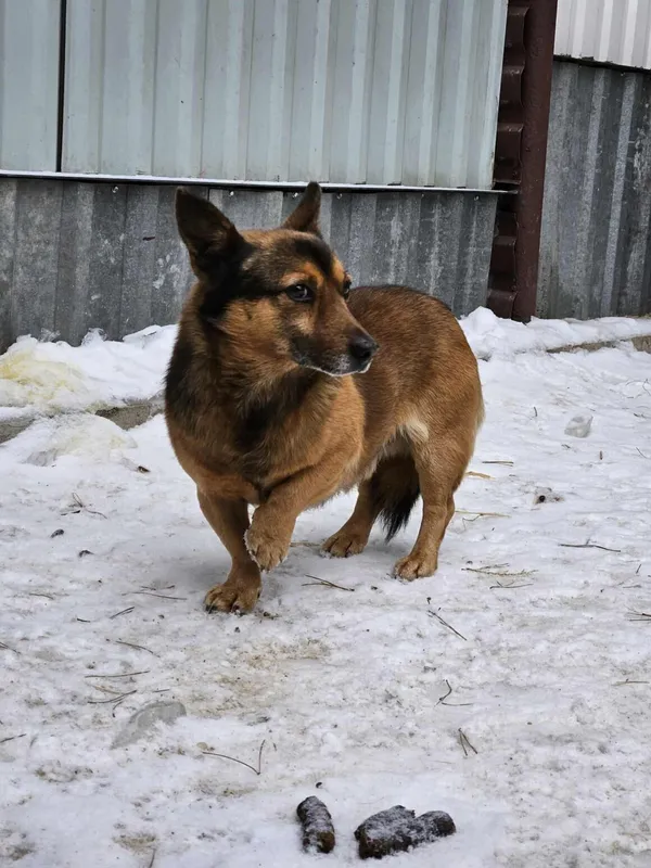 Pies do adopcji, Milanówek, 5 lutego 2026 (3/5)