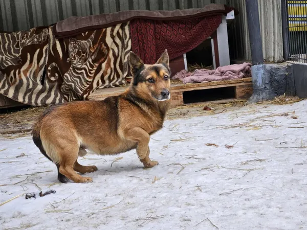 Pies do adopcji, Milanówek, 5 lutego 2026 (4/5)