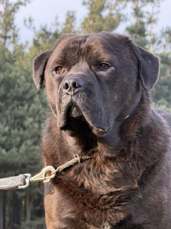 Pies do adopcji, Pieczyska, 5 lutego 2026 (3/5)