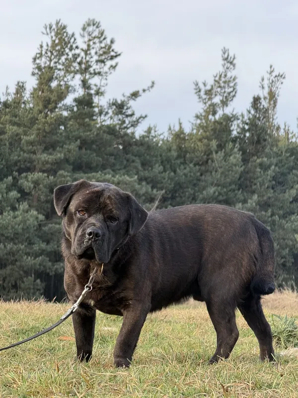 Pies do adopcji, Pieczyska, 5 lutego 2026 (4/5)