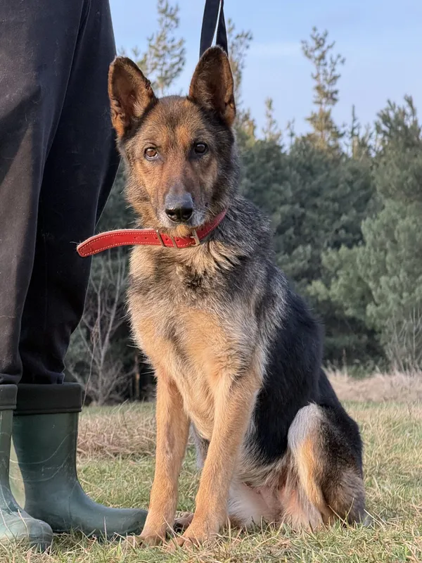 Pies do adopcji, Pieczyska, 5 lutego 2026 (2/4)