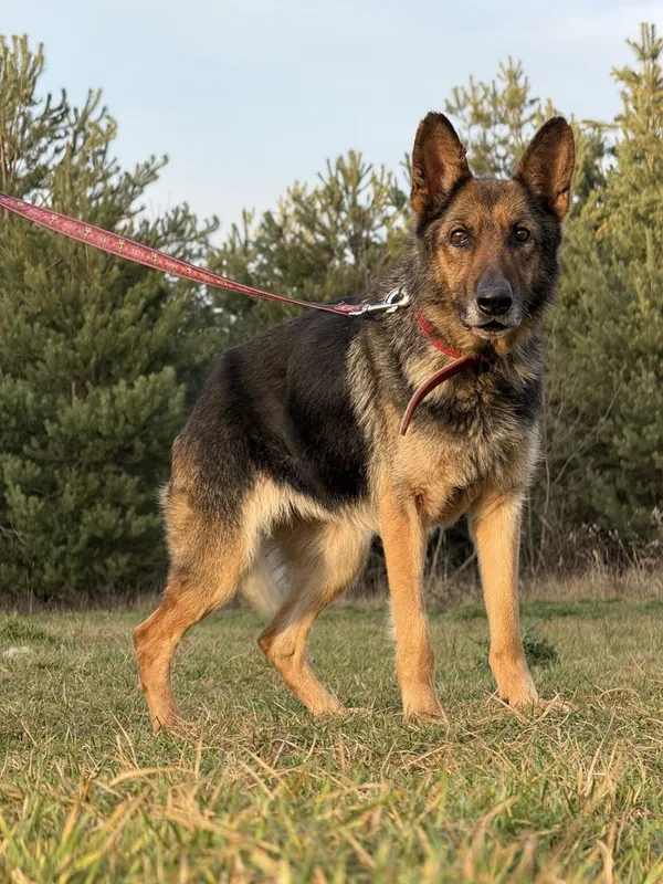 Pies do adopcji, Pieczyska, 5 lutego 2026 (4/4)