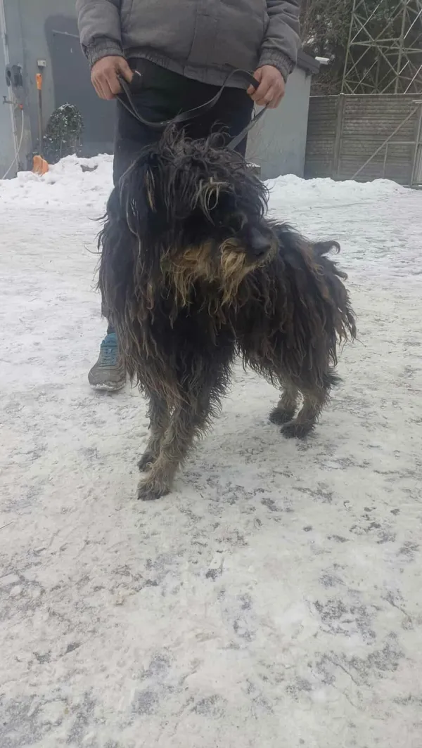 Pies do adopcji, Zgierz, 5 lutego 2026 (2/3)