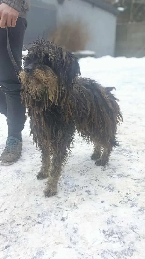 Pies do adopcji, Zgierz, 5 lutego 2026 (3/3)