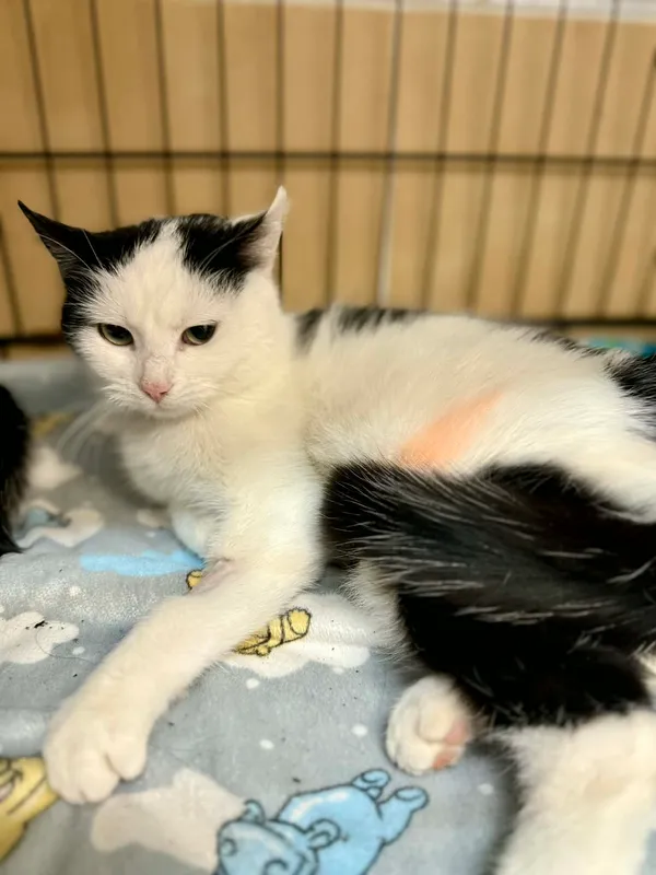 Kot do adopcji, Jelenia Góra, 24 stycznia 2026 (2/3)