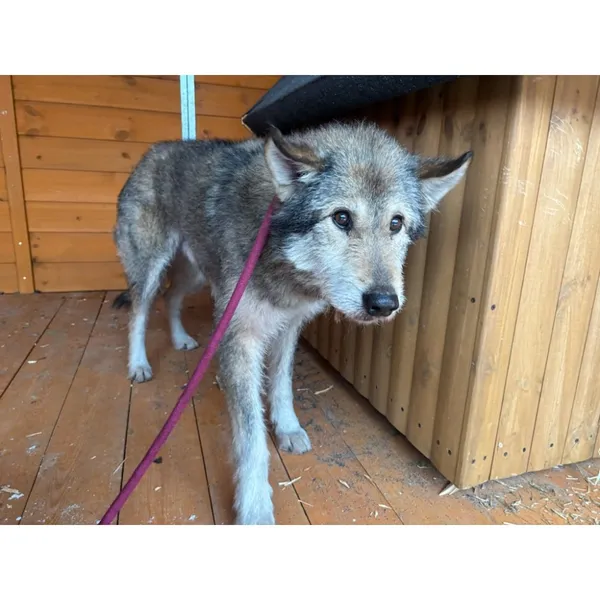 Znaleziono psa, Białystok, 5 lutego 2026 (1/5)