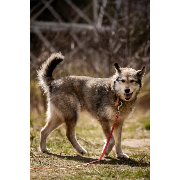 Znaleziono psa, Białystok, 5 lutego 2026 (2/5)