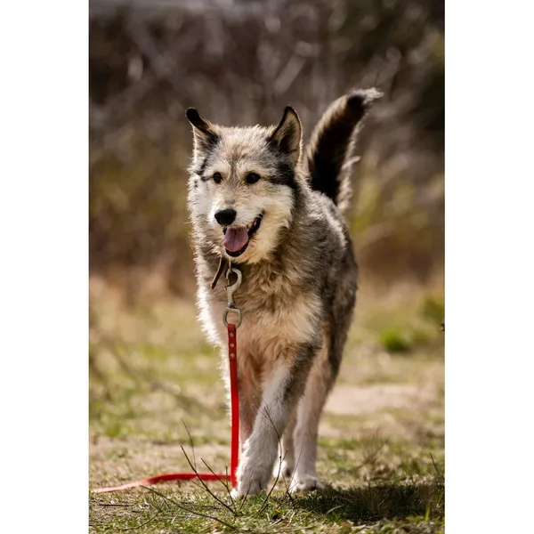 Znaleziono psa, Białystok, 5 lutego 2026 (4/5)