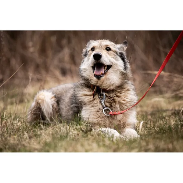 Znaleziono psa, Białystok, 5 lutego 2026 (5/5)