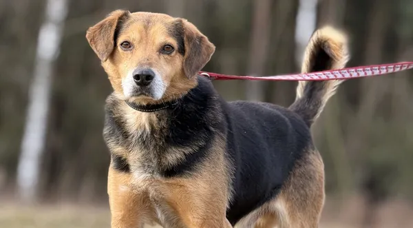 Pies do adopcji, Pieczyska, 5 lutego 2026 (1/5)