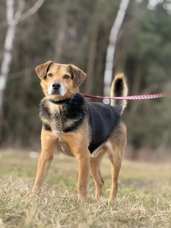 Pies do adopcji, Pieczyska, 5 lutego 2026 (3/5)