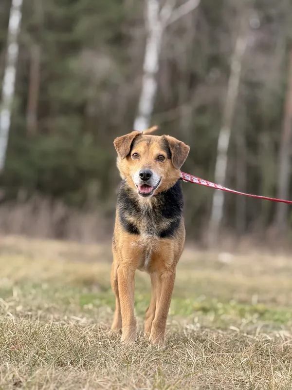 Pies do adopcji, Pieczyska, 5 lutego 2026 (4/5)