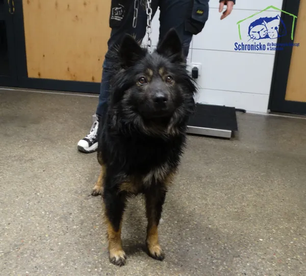 Znaleziono psa, Szczecin, 4 lutego 2026