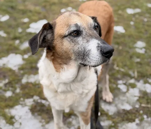 Pies do adopcji, Kraków, 22 stycznia 2026 (1/3)