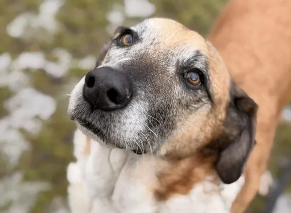 Pies do adopcji, Kraków, 22 stycznia 2026 (2/3)