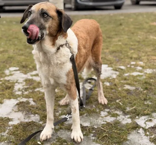 Pies do adopcji, Kraków, 22 stycznia 2026 (3/3)