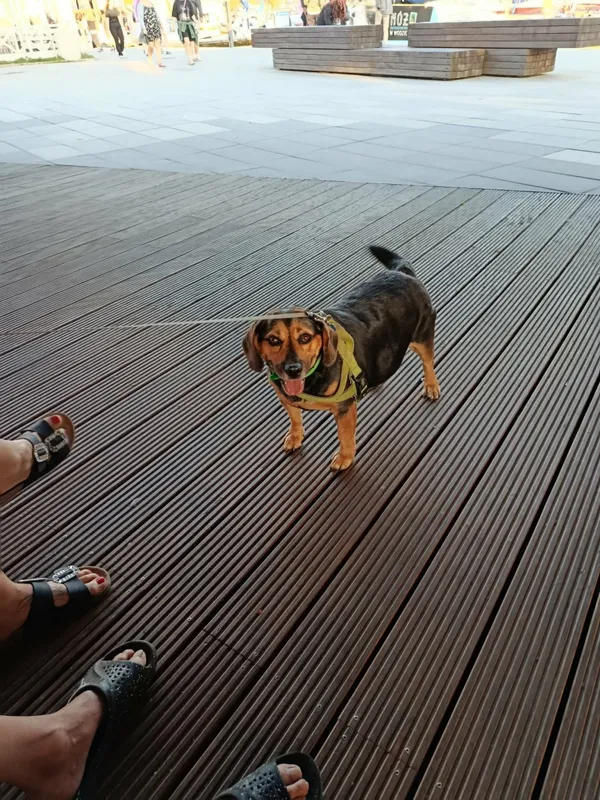 Zaginął pies, Łódź, 5 lutego 2026