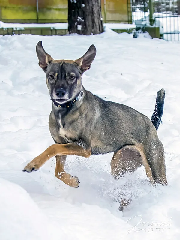 Pies do adopcji, Sopot, 5 lutego 2026 (2/4)