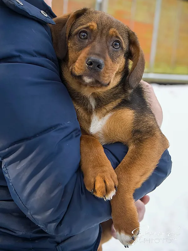 Pies do adopcji, Sopot, 5 lutego 2026 (3/3)