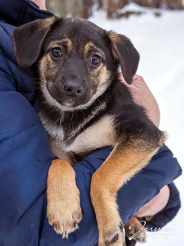 Pies do adopcji, Sopot, 5 lutego 2026