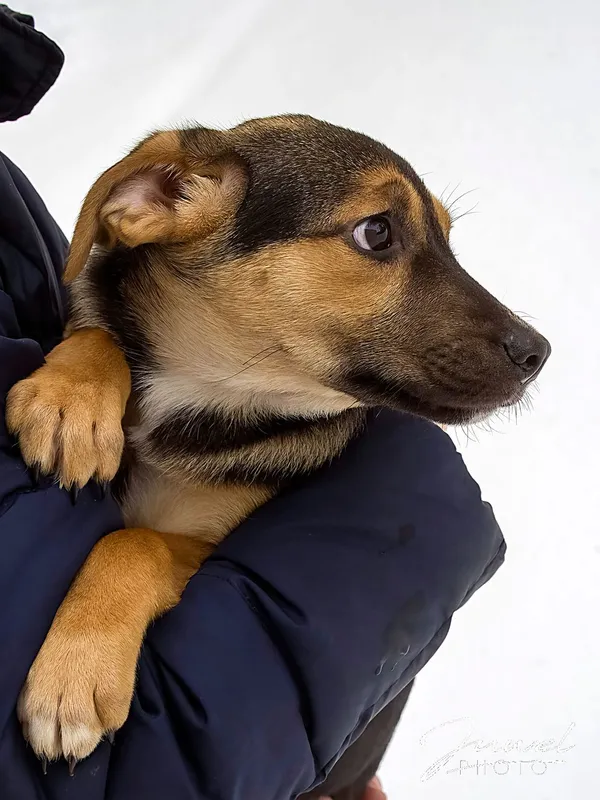 Pies do adopcji, Sopot, 5 lutego 2026 (1/3)