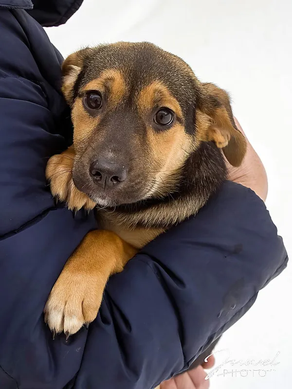 Pies do adopcji, Sopot, 5 lutego 2026 (3/3)