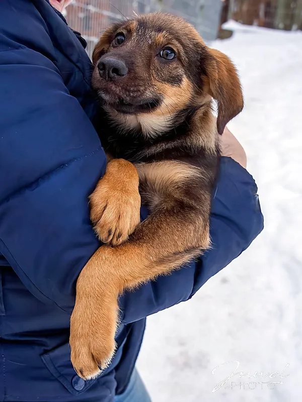 Pies do adopcji, Sopot, 5 lutego 2026