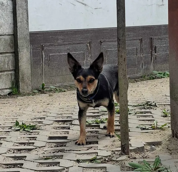 Pies do adopcji, Korabiewice, 5 lutego 2026 (3/5)