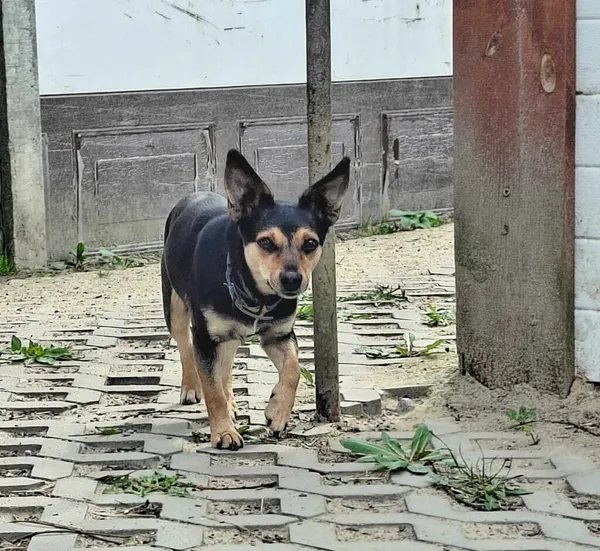 Pies do adopcji, Korabiewice, 5 lutego 2026 (4/5)
