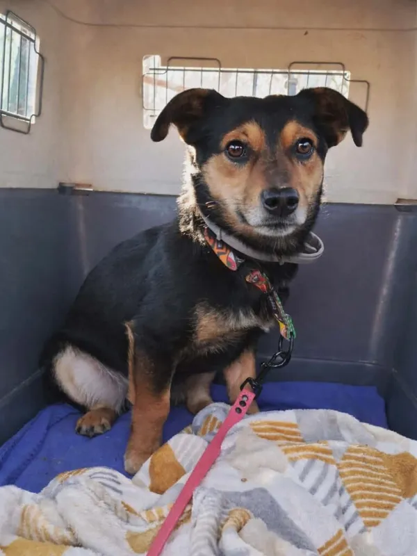 Pies do adopcji, Korabiewice, 5 lutego 2026 (2/3)